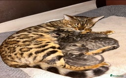 Bengal cats for sale: Gorgeous Pure Bengal Kittens Ready To Go! ❤️ - Image 29