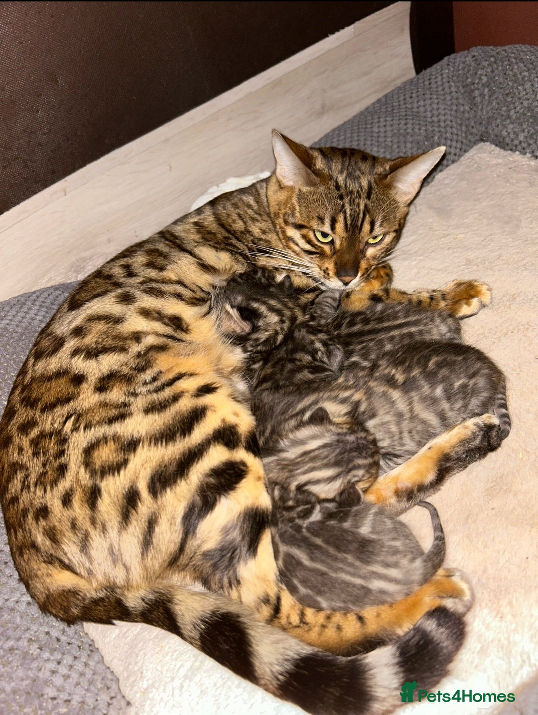 Bengal cats for sale: Gorgeous Pure Bengal Kittens Ready To Go! ❤️ - Image 29
