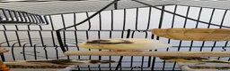 Canaries birds for sale:  Baby Canary for SALE - 1 more on the way. - Advert 5