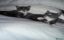 Maine Coon cats for sale: Stunning Maine Coon Litter Of Kittens Ready Now - Advert 6
