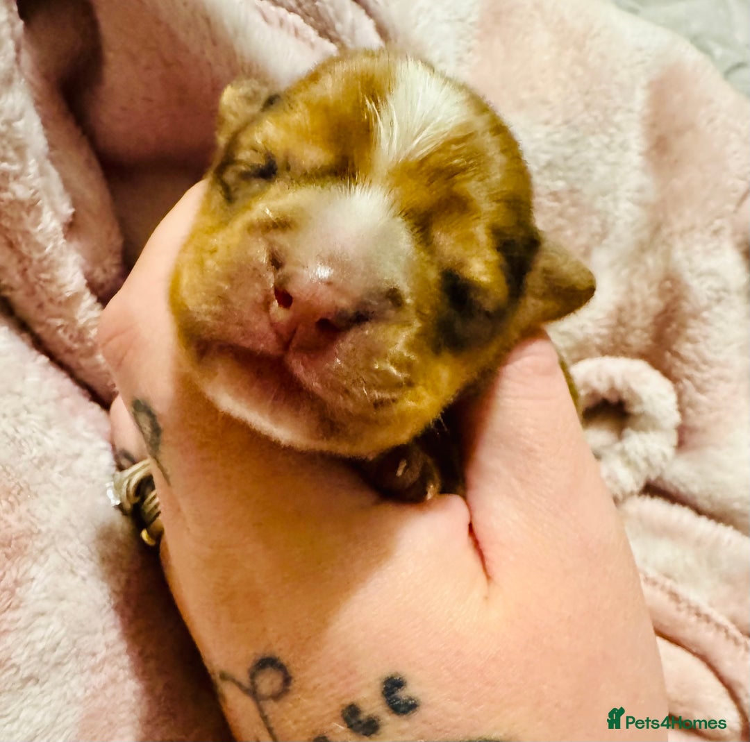 Mixed Breed dogs for sale: Beautiful Dachshunds for sale  - Image 10
