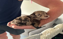 Cockapoo dogs for sale: Cockapoo Puppies for sale - Image 15