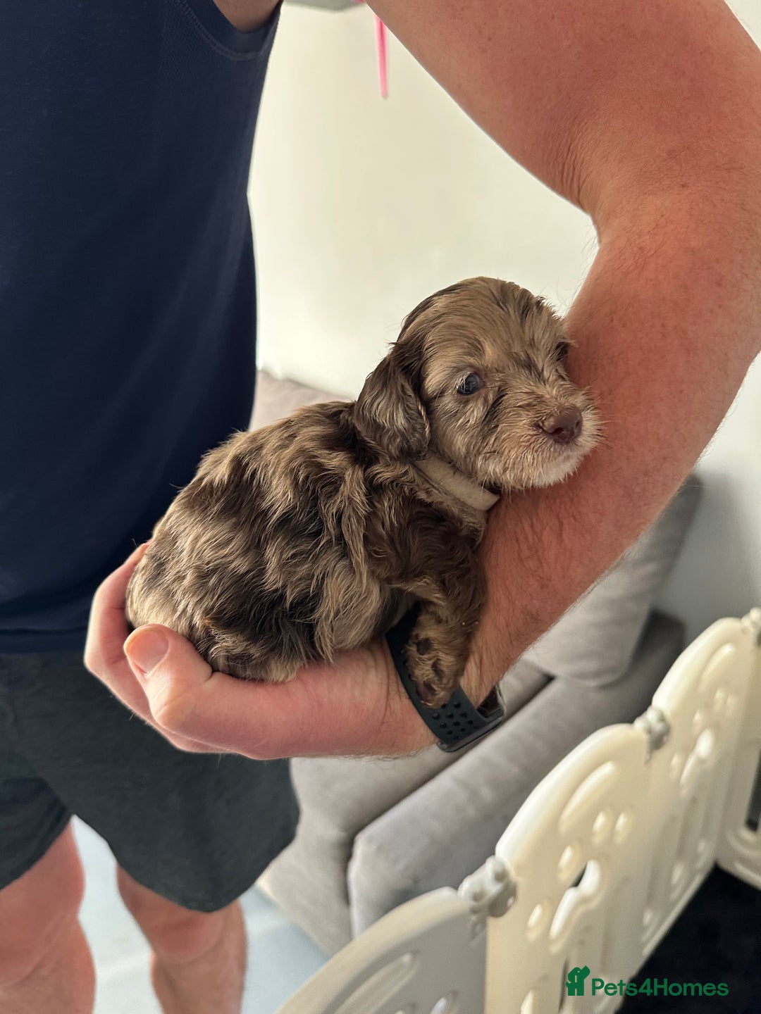 Cockapoo dogs for sale: Cockapoo Puppies for sale - Image 15
