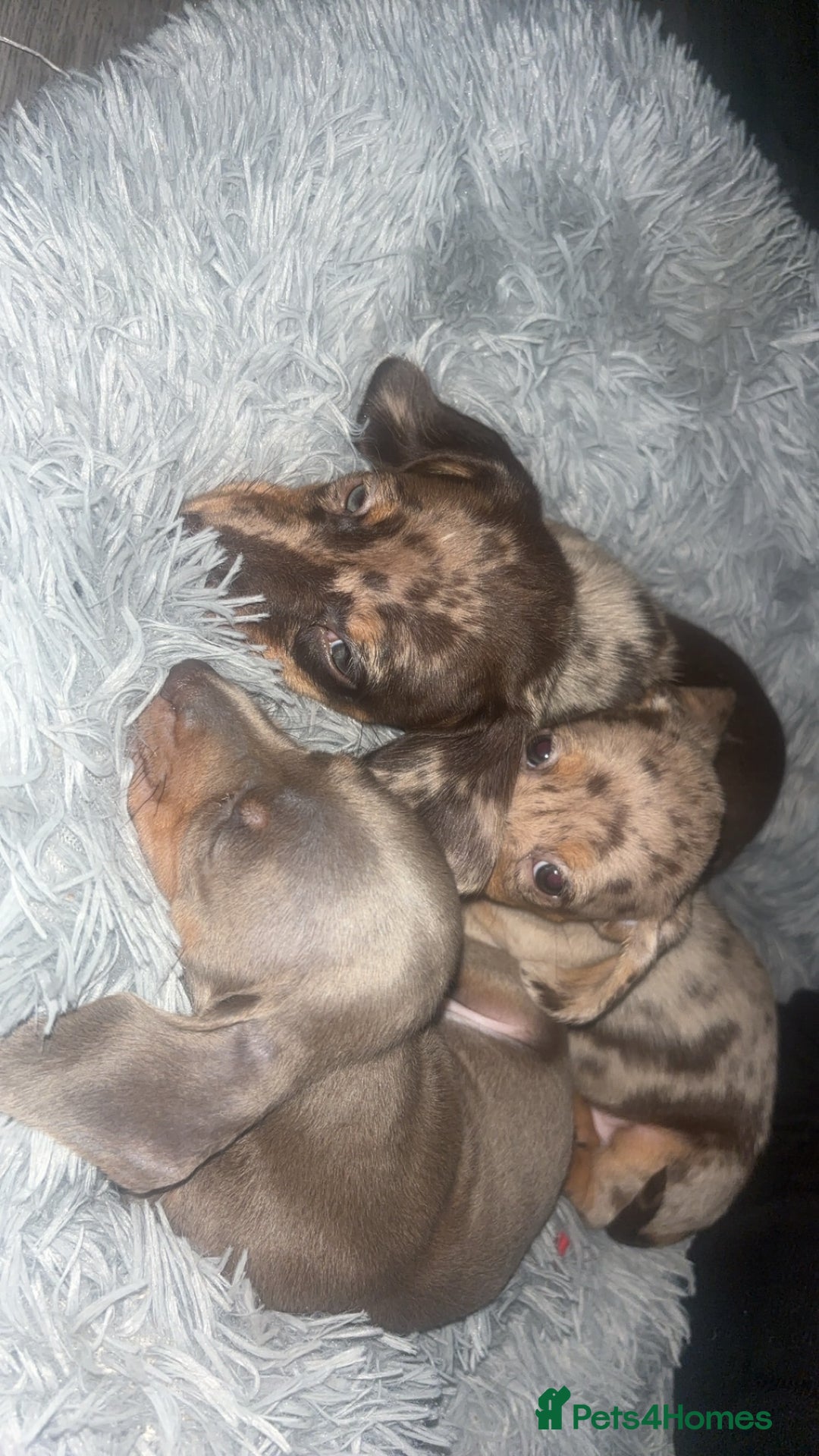 Dachshund dogs for sale: Miniature dachshund puppies for sale  - Advert 16