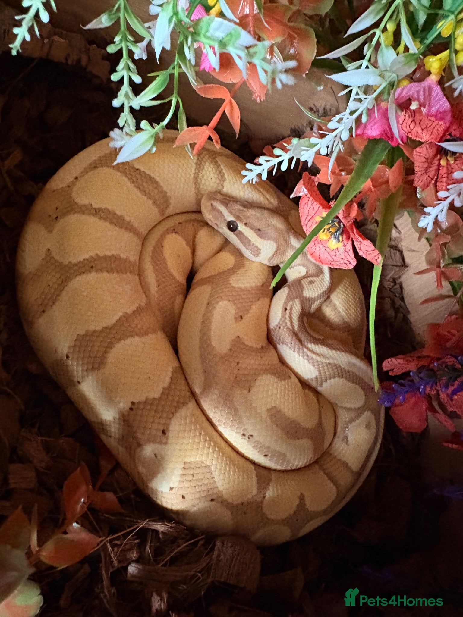 Python Snake reptiles Royal ball python  - Advert 15