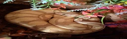 Python Snake reptiles for sale: Royal ball python  in Bromyard - Advert 1