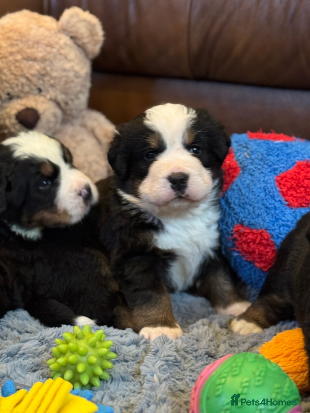 Bernese Mountain Dog dogs for sale: Beautiful KC Litter  - Advert 15