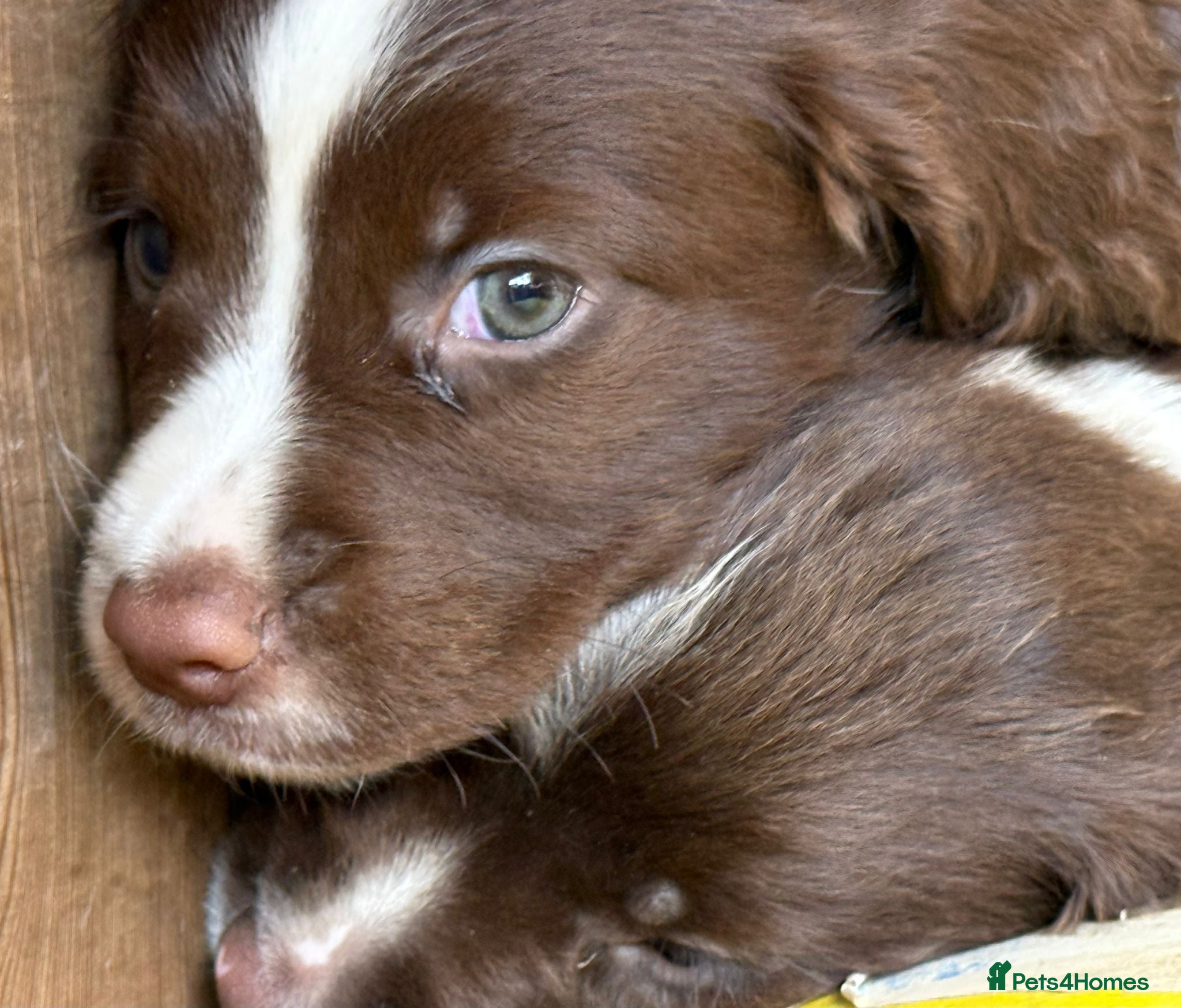 English Springer Spaniel dogs READY Kc reg English springer spaniel puppies - Advert 4