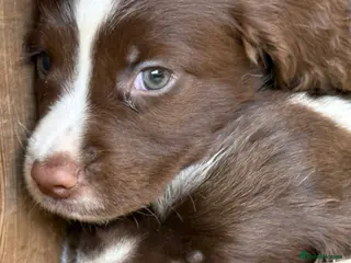 English Springer Spaniel dogs READY Kc reg English springer spaniel puppies - Advert 5