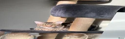 Savannah cats for sale: Savannah cat  - Advert 5