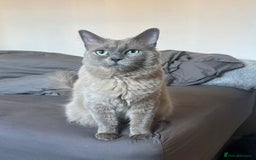 Ragdoll cats for sale: Rare mink female kitten  - Advert 9