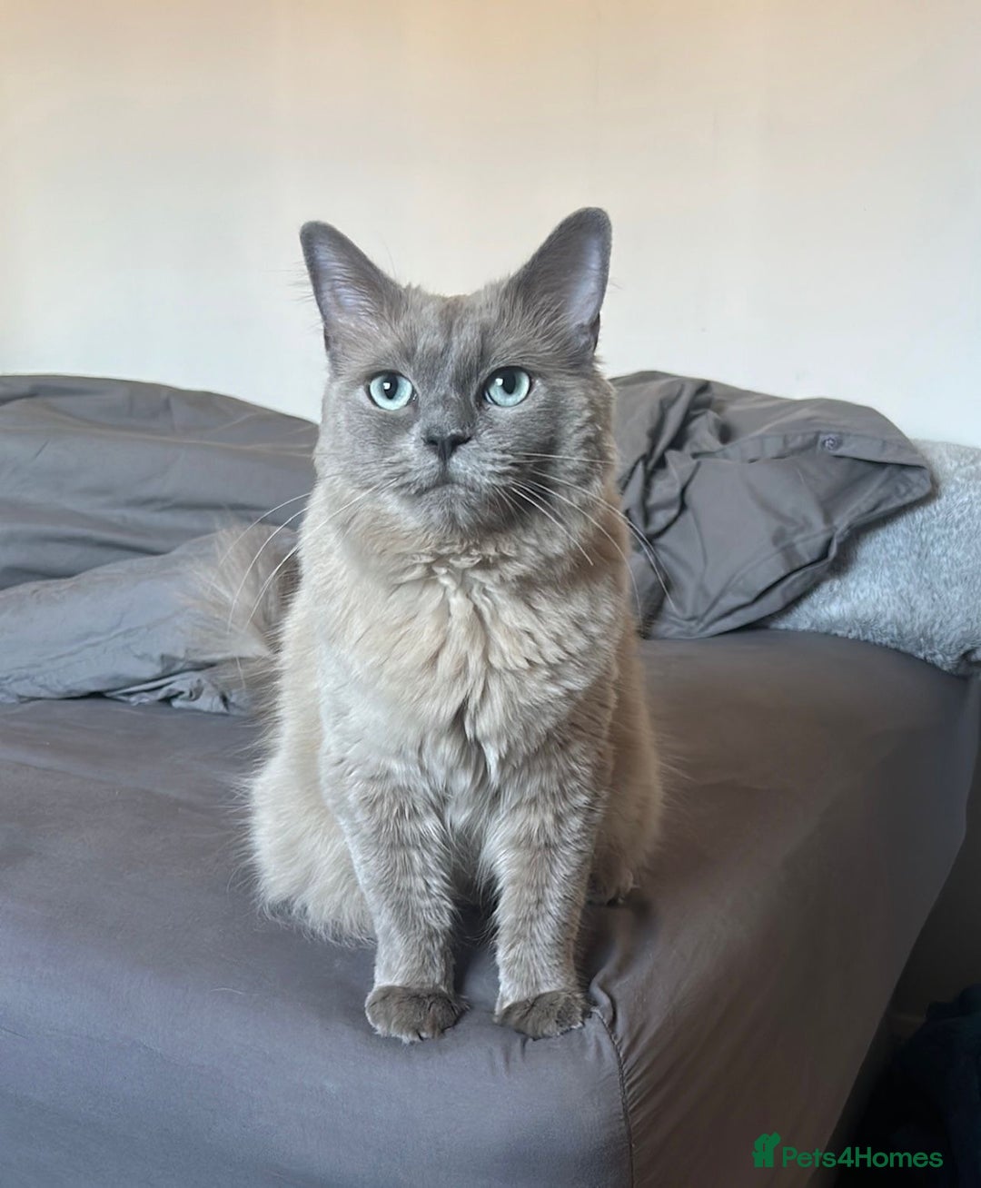 Ragdoll cats for sale: Rare mink female kitten  - Advert 9