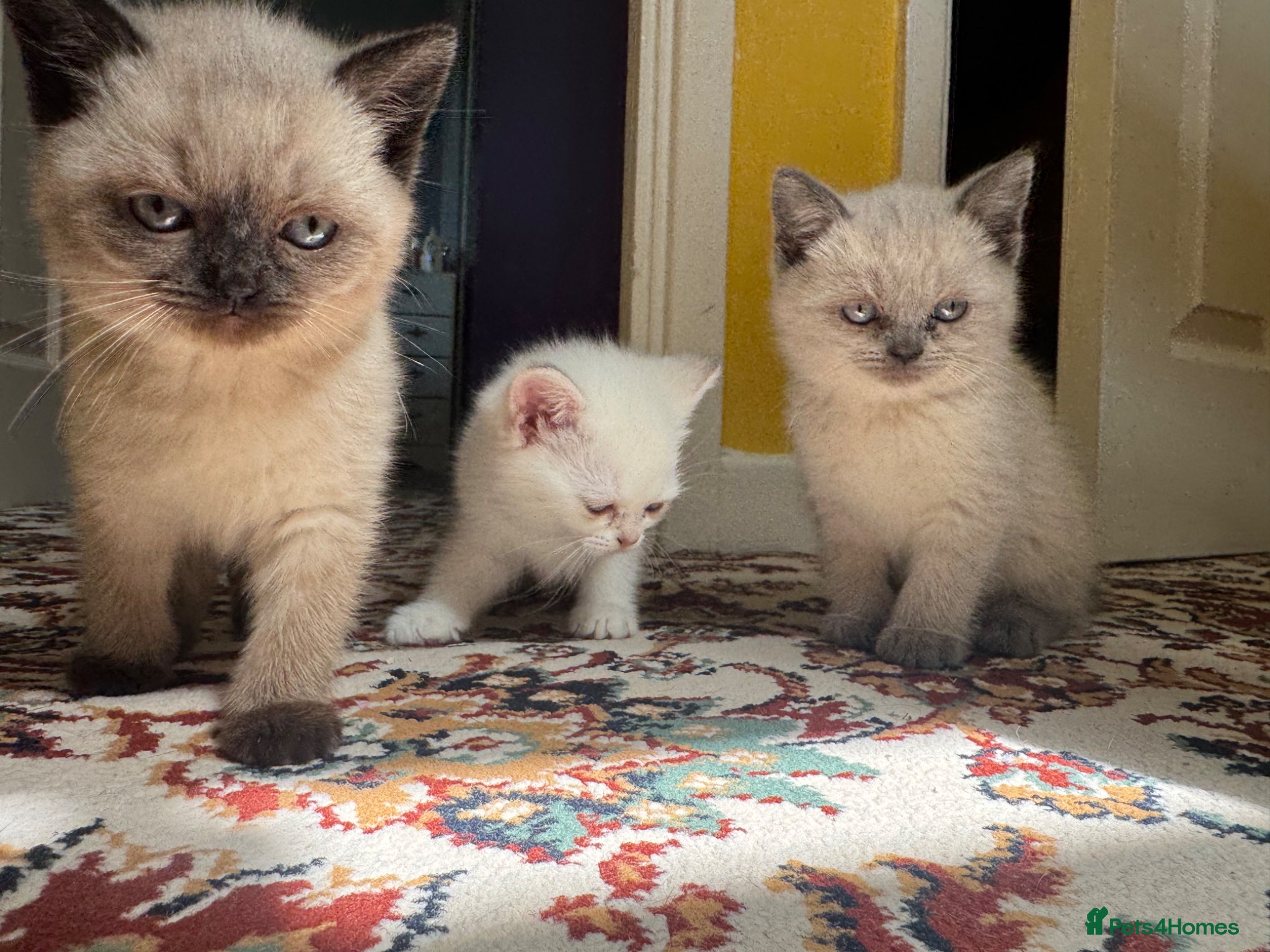 Mixed Breed cats for sale: Lovely British and Scottish short hair kittens in Wigston - Advert 10