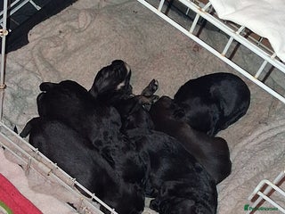 Mixed Breed dogs 5 staff x cockapoo pups - Advert 1