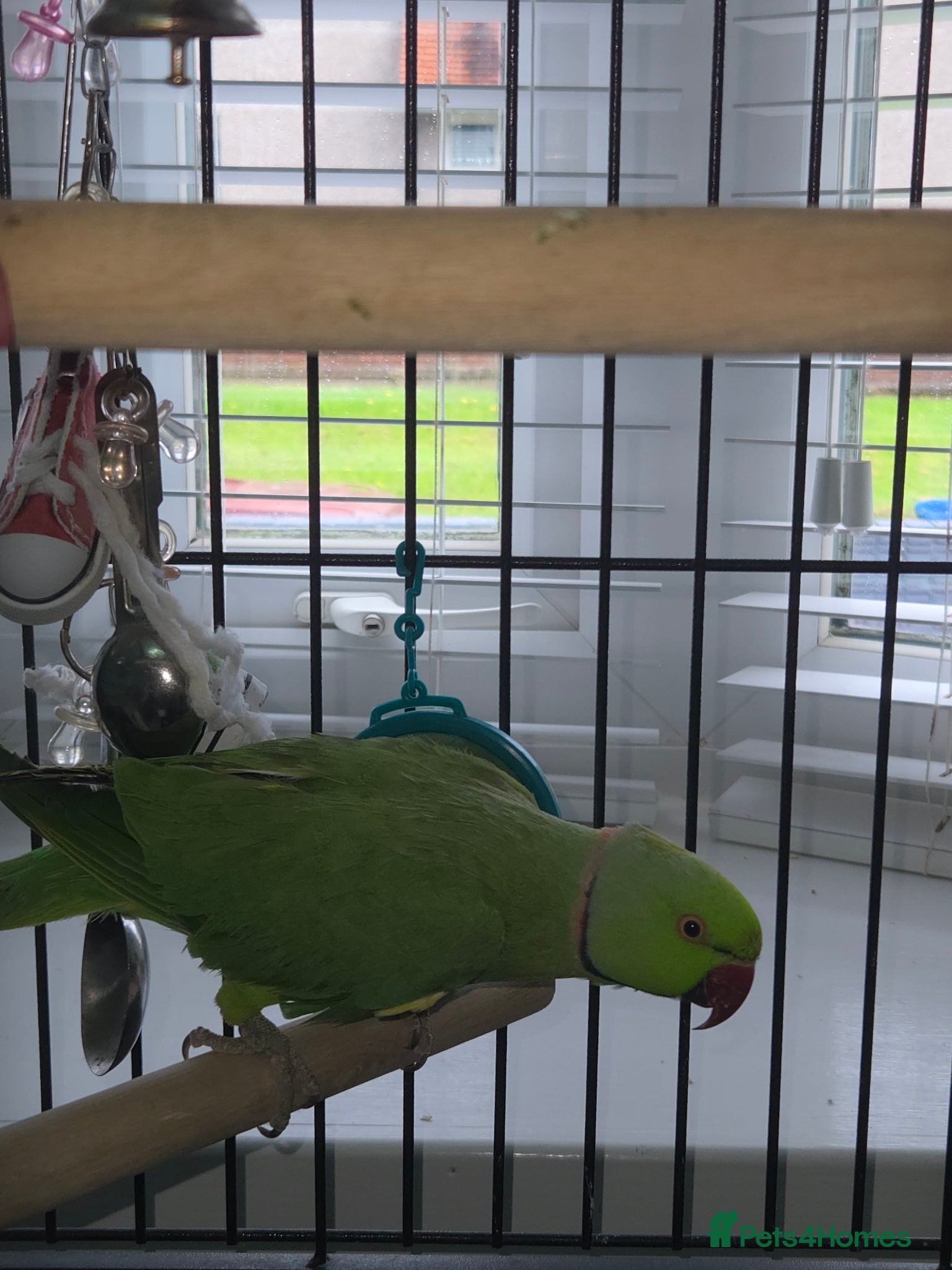 Ringnecks birds Green RingNeck Parrot - Advert 15