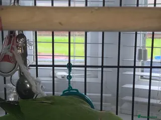 Ringnecks birds Green RingNeck Parrot - Advert 15