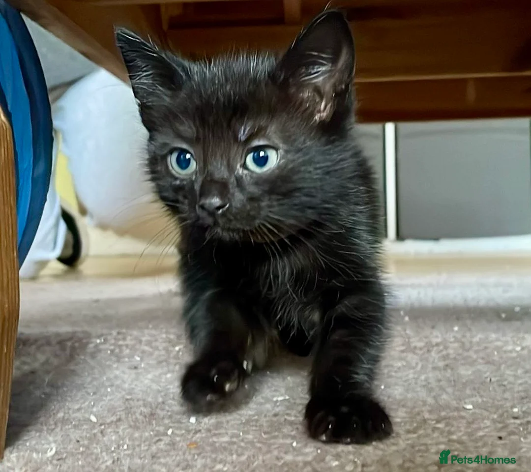 Mixed Breed cats for sale: Two Beautiful Kittens for sale  - Advert 1