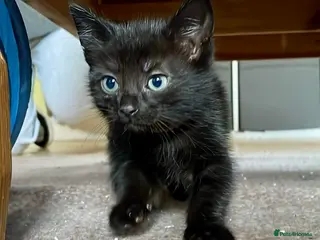 Mixed Breed cats Two Beautiful Kittens for sale - Advert 1