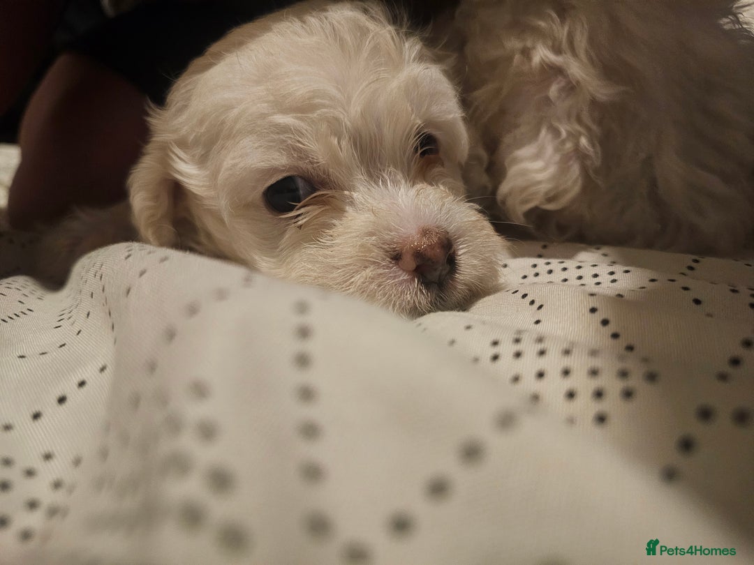 Bichon Frise dogs for sale: Bichon - Advert 3