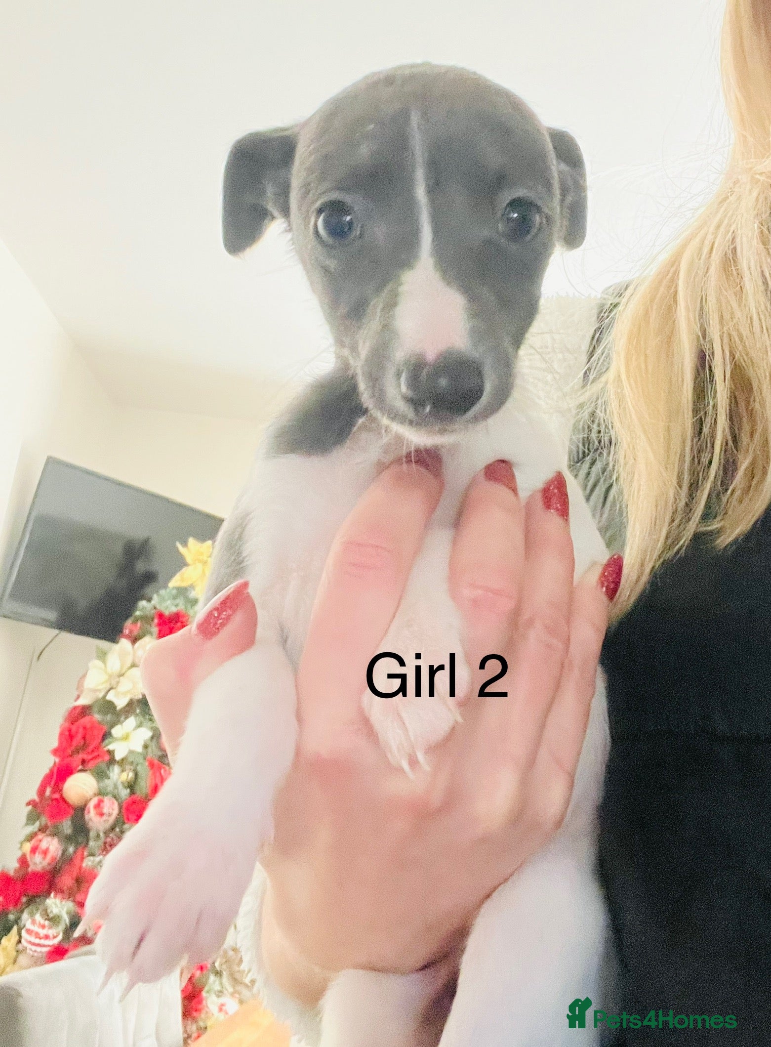 Whippet dogs pedigree whippets 2 blue and white girls  - Advert 12