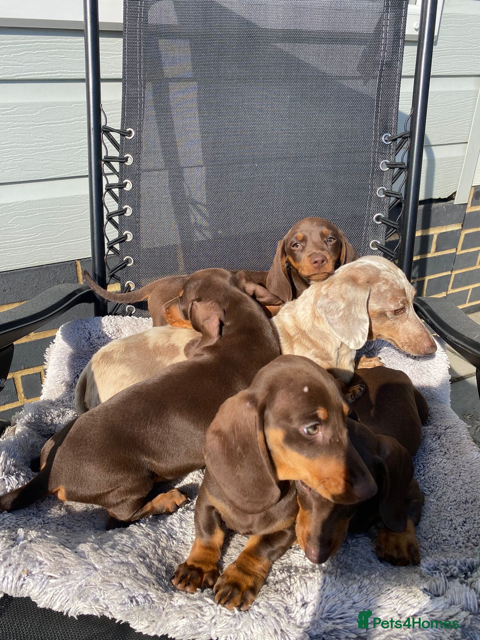 Dachshund dogs Dachshund Puppies for Sale - Advert 2