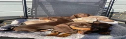 Dachshund dogs for sale: Dachshund Puppies for Sale - Advert 2