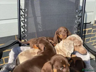 Dachshund dogs Dachshund Puppies for Sale - Advert 2