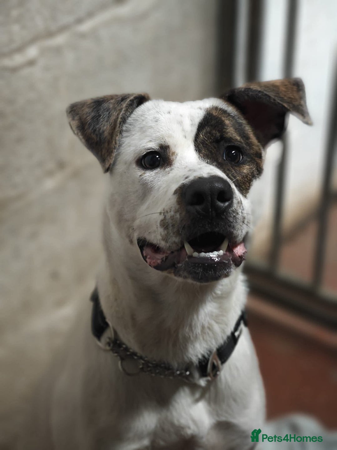 Mixed Breed dogs for adoption: Maggie Mabel - Advert 2