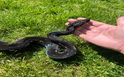 Boa Snake reptiles for sale: Boa img arab  - Image 7