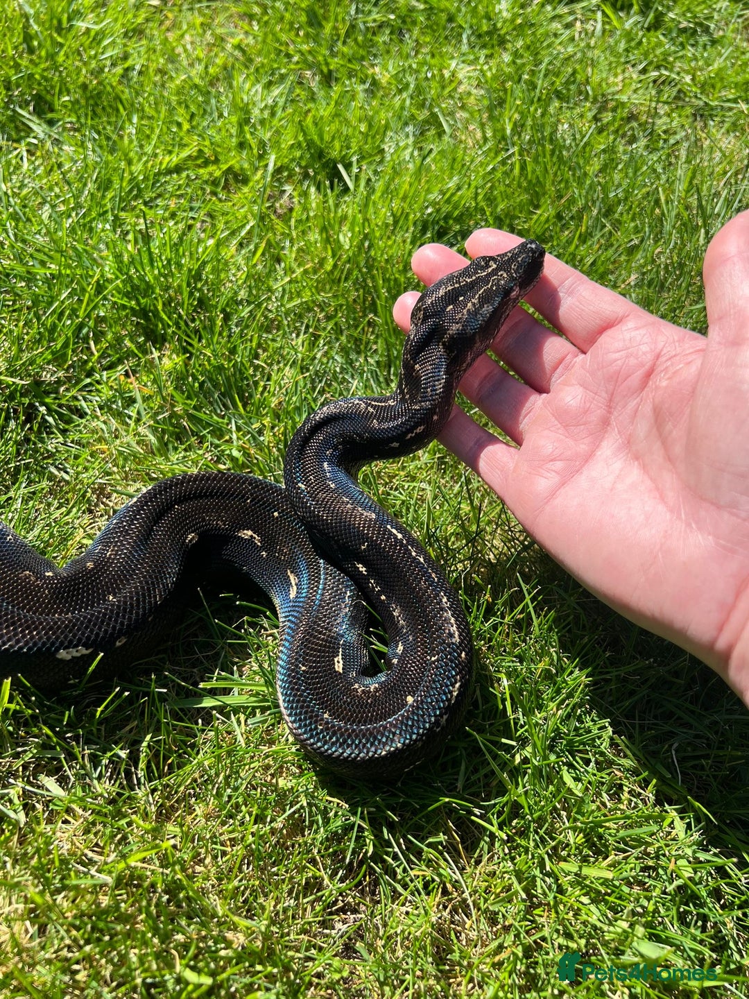 Boa Snake reptiles for sale: Boa img arab  - Image 7