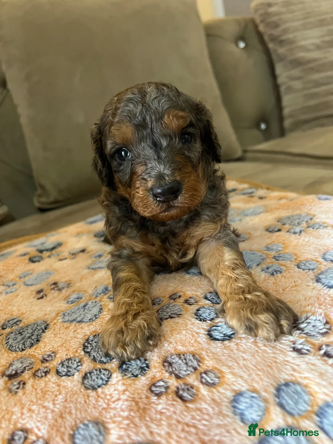 Cavapoo dogs for sale: Miniature cavapoo  - Advert 2