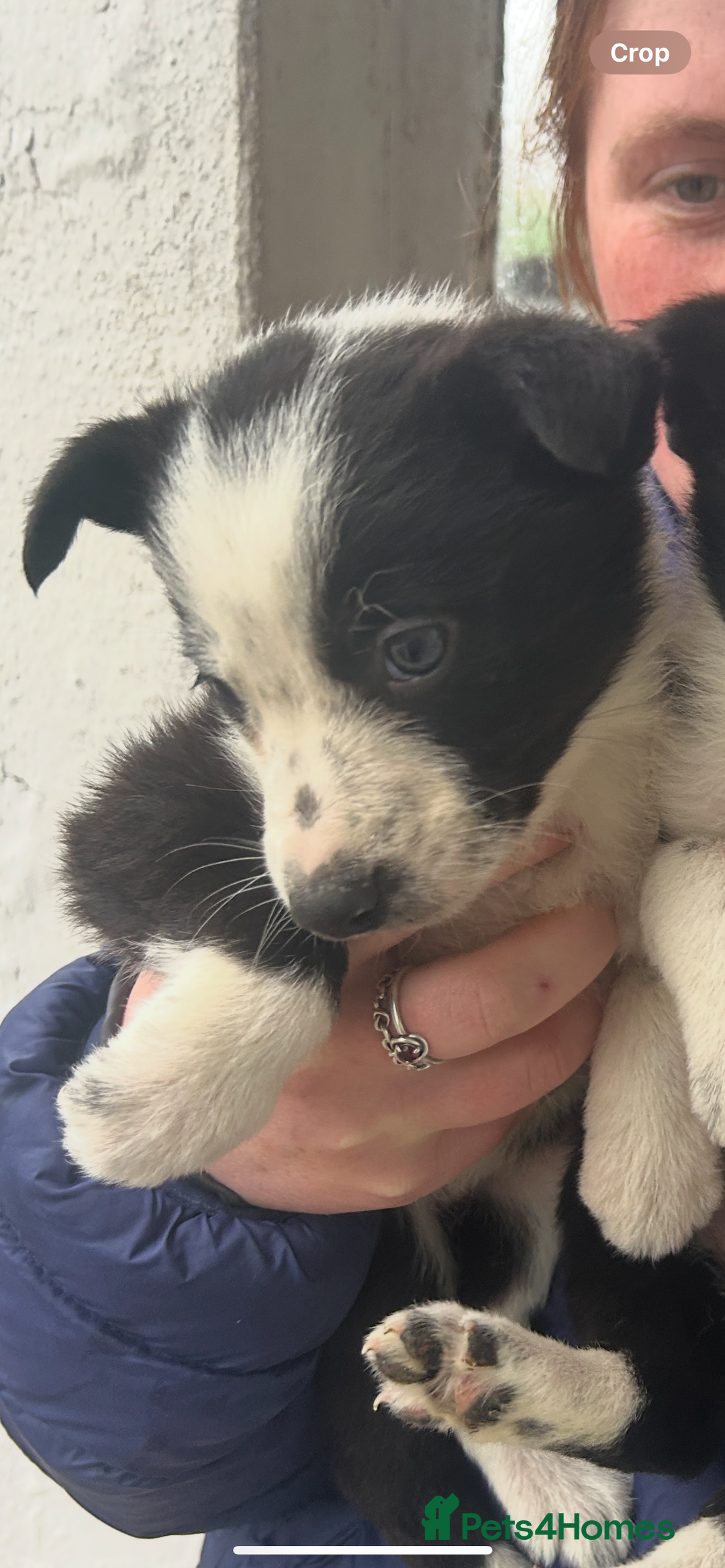 Border Collie dogs for sale: 4 Beautiful Border Collie puppies - Image 4