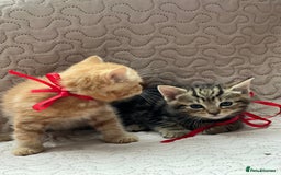 Domestic Shorthair cats for sale: Adorable Kittens Looking for a Loving Home 🐾 - Image 4