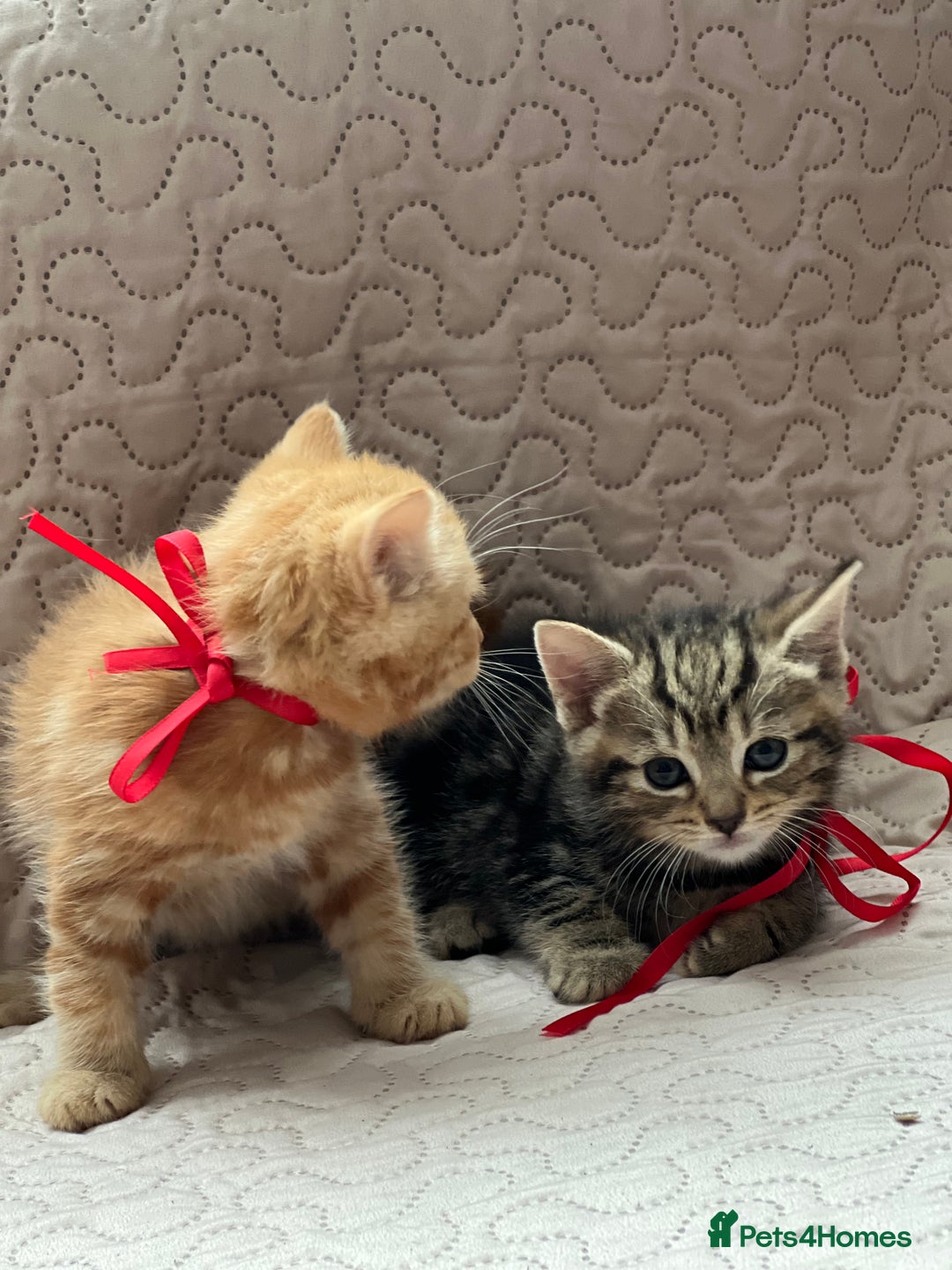 Domestic Shorthair cats for sale: Adorable Kittens Looking for a Loving Home 🐾 - Image 4