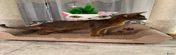 Abyssinian cats for sale: Abyssinian kittens looking for a new forever home - Advert 17