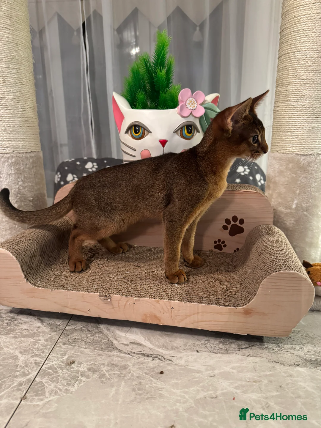 Abyssinian cats for sale: Abyssinian kittens looking for a new forever home - Advert 17