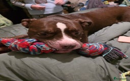 Mixed Breed dogs for sale: Staff x american bull boy in need of a home - Image 1