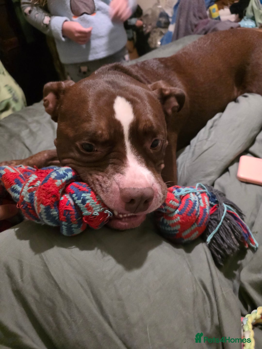 Mixed Breed dogs for sale: Staff x american bull boy in need of a home - Image 1