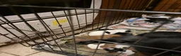 Jackshund dogs for sale: Dachshund x Mini Jack Russell Pups in London - Advert 8