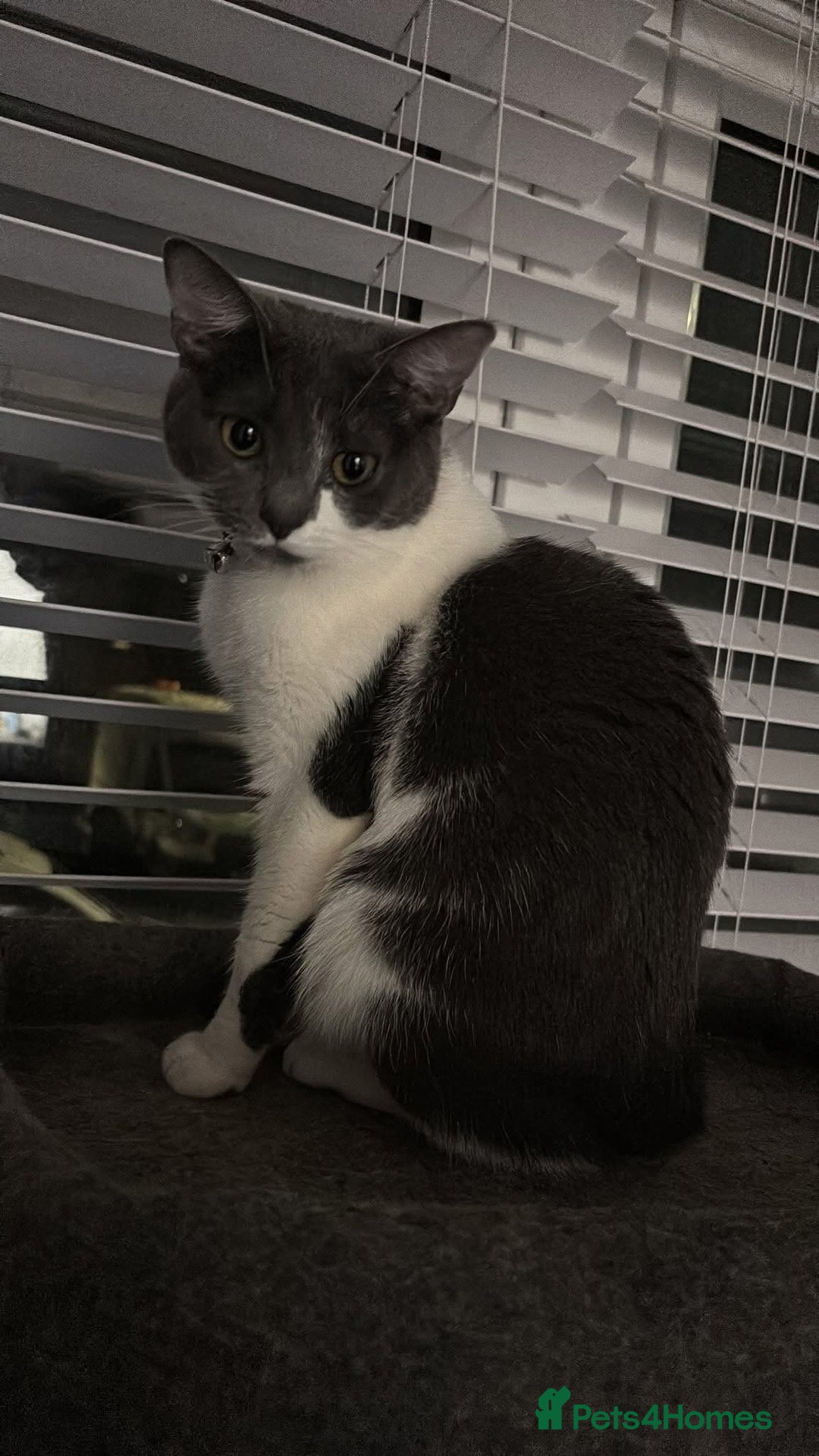 Mixed Breed cats for sale: Grey and white cat  - Advert 1