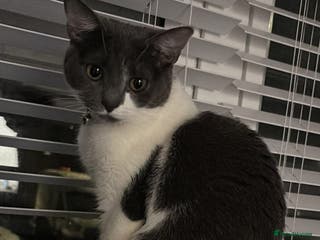 Mixed Breed cats Grey and white cat - Advert 13