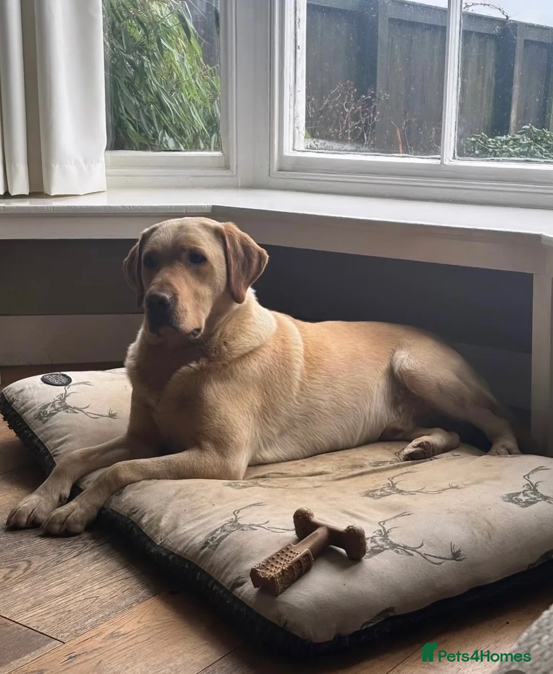 Labrador Retriever dogs for sale: STUNNING DARK YELLOW BOY, PASSED VET CHECK & READY - Advert 2