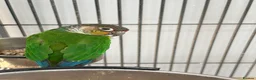 Conures birds for sale: Green Cheek Conure in Manchester - Advert 1