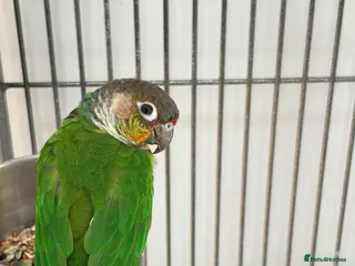 Conures birds Green Cheek Conure - Advert 1