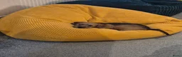 Mixed Breed dogs for sale: Dachshund crossed Shih Tzu in Beverley - Advert 5