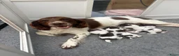 English Springer Spaniel dogs for sale: KC Reg Male Springer Spaniel pups  - Advert 1