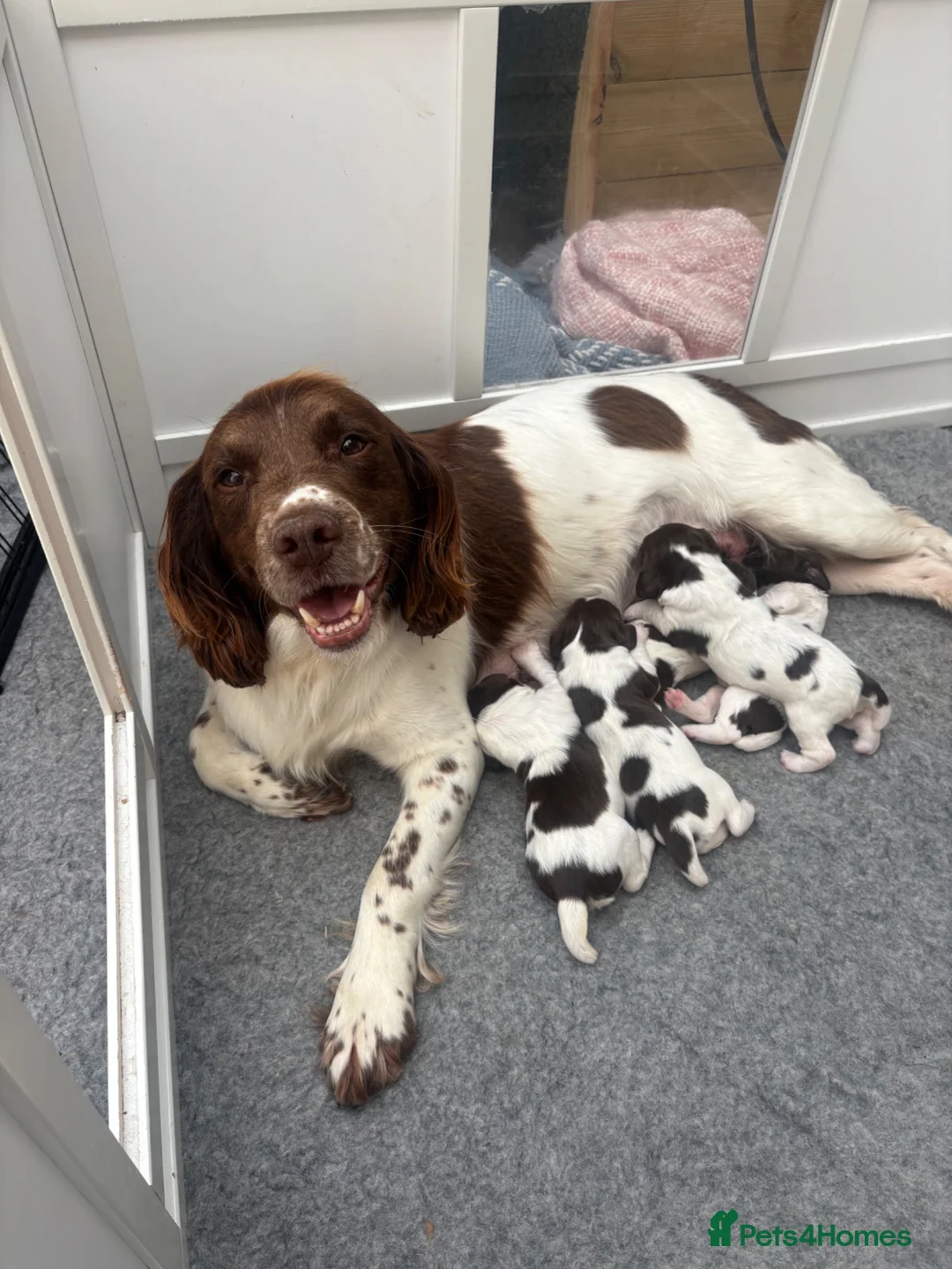 English Springer Spaniel dogs for sale: KC Reg Male Springer Spaniel pups  - Advert 1