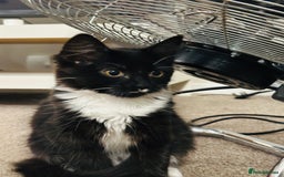 Mixed Breed cats for sale: Pepsi - Image 2