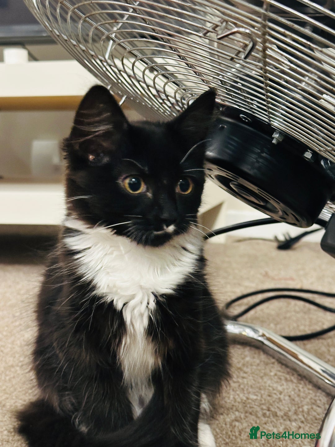 Mixed Breed cats for sale: Pepsi - Image 2