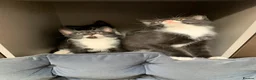 Mixed Breed cats for sale: Kittens  - Advert 9